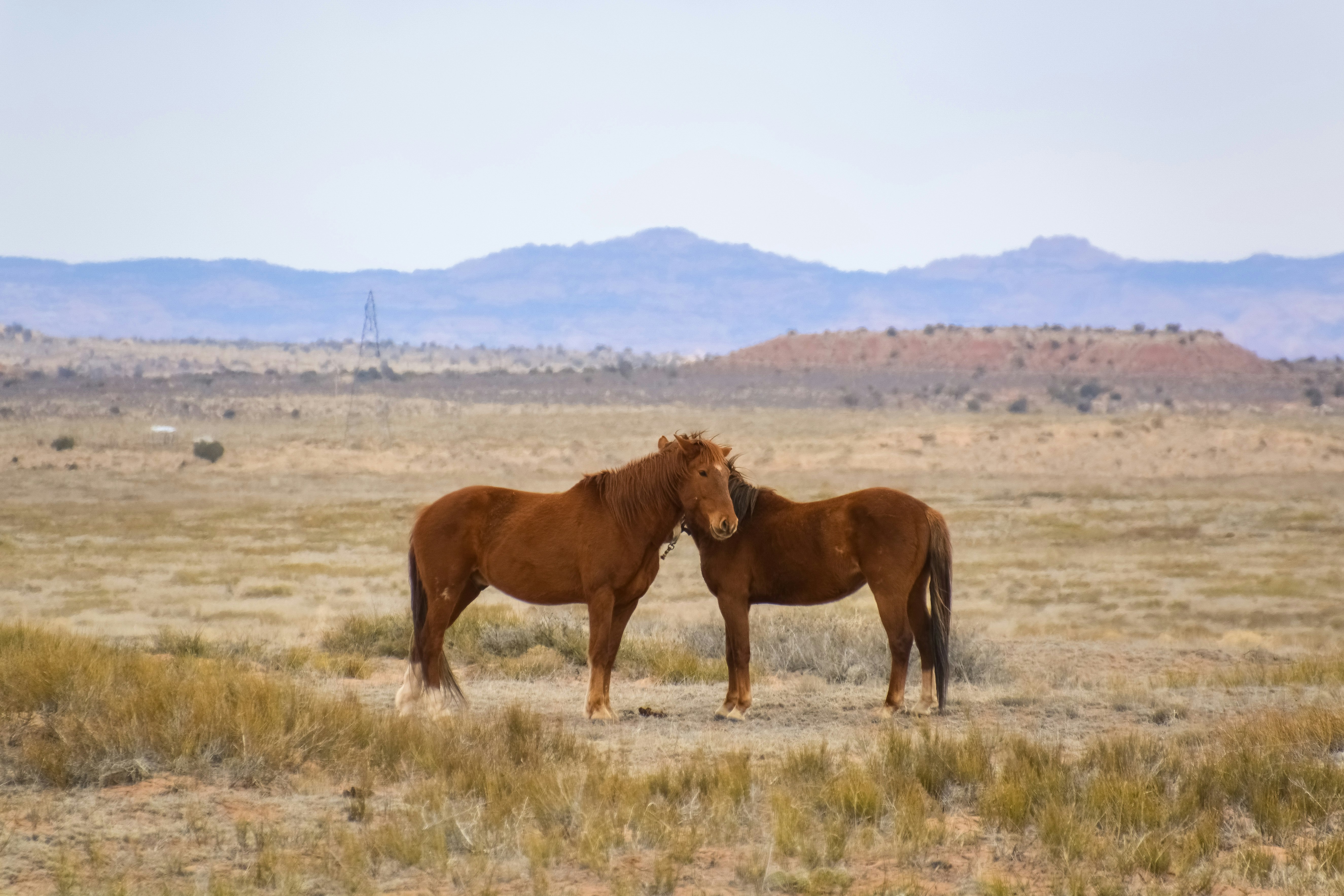 brown horse on brown grass field during daytime